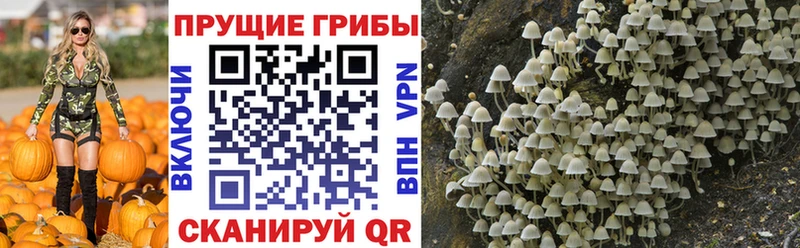 мориарти телеграм  Владивосток  Псилоцибиновые грибы Cubensis 